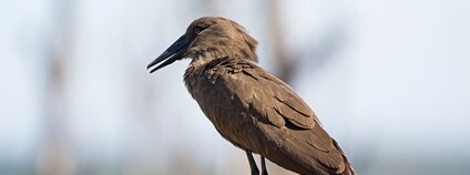 Kladivouš africký Foto: Sergey Yeliseev Flickr