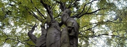 Foto: Miroslav Janík / ČSOP