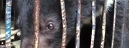 foto: officialPETAIndia / youtube.com