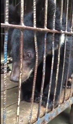 Čína má, pokud jde o blaho zvířat, poměrně shovívavé zákony. Není tu například žádný zákon, který by upravoval životní podmínky zvířat v kočujících cirkusech. / Ilustrační foto