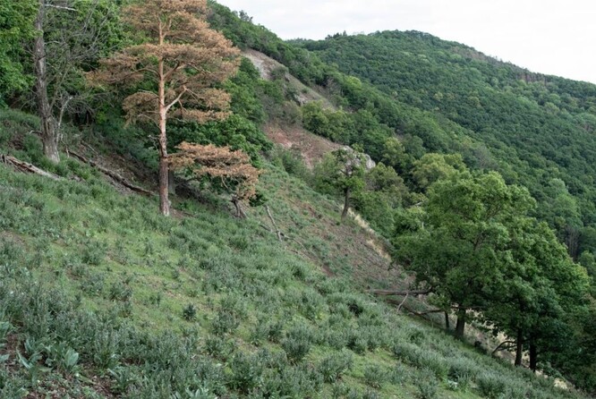 Úpatí Havraní skály u Sebuzína (Evropsky významná lokalita Porta Bohemica v CHKO České středohoří), původně biotop T3.3D –úzkolisté suché trávníky. V důsledku dlouhodobého narušování bylinného patra zvěří a okusu trsnatých stepních trav se zde rozšířily ruderální druhy užanka lékařská a hadinec obecný, což výrazně zmenšilo biologickou hodnotu přírodního stanoviště (květen 2020).