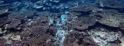 Foto: Japonské ministerstvo životního prostředí