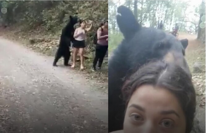 Netradiční záběry na sociálních sítích od soboty zhlédly přes dva miliony lidí. Mnozí ocenili pevné nervy turistky, která se podle nich při setkání s tímto druhem medvěda zachovala správně. Objevily se však i hlasy, že měla více štěstí než rozumu.