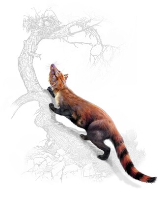 Obrazová rekonstrukce předpokládané podoby této šelmy, maloval Jan Sovák, pod vedením paleontologů z Národního muzea.