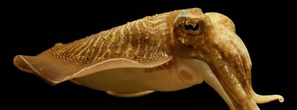 Foto: Hans Hillewaert / Flickr