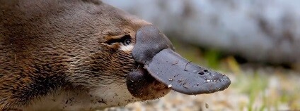 foto: List of Animals / youtube.com