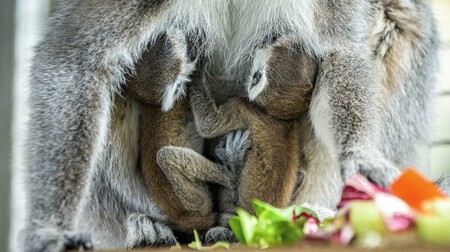 Dva přírůstky získala rodina lemurů kata v pražské zoo.