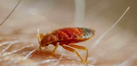 Štěnice na naší planetě existují od dob, kdy se po jejím povrchu proháněli dinosauři, byť se saví parazité patrně nepokoušeli pít krev právě těmto prehistorickým tvorům, uvádí nový výzkum.