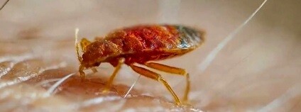 foto: Sutathu / youtube.com