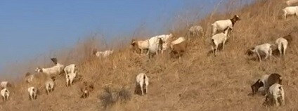 foto: NIKKI'S TOP NEWS / youtube.com