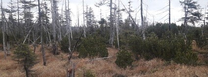 foto: Lesy České republiky