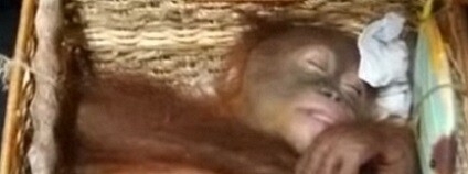 foto: euronews (in English) / youtube.com