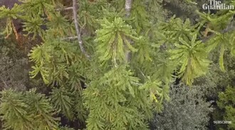 Vzácný strom wollemie.