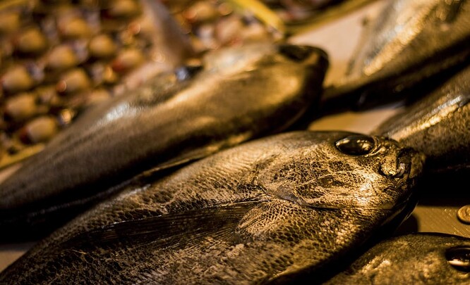 Kanadští vědci uvádějí, že rybí hlavy, kosti, kůže a vnitřnosti, které obvykle míří do odpadu, je možné proměnit na užitečnou látku, která by mohla nahradit polyuretany ze surové ropy. Ty se používají do všeho od bot a oděvů, až po lednice či stavební materiály.