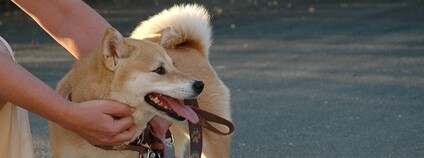 Pes plemene shiba-inu Foto: Tomáš Obšívač Flickr