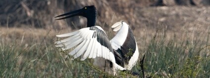 foto: Jkadavoor / Wikimedia Commons