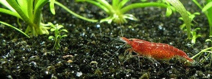 foto: uzilday / pixabay.com