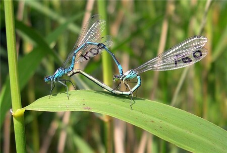 Šidélka jsou excelentní modelový druh, který nám poskytuje náhled nejen na život vážek, ale i celé řady dalších, pro lidský život zásadních hmyzích druhů