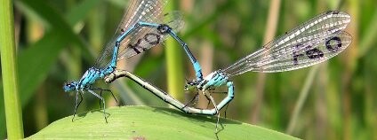 Kopulující šidélka Foto: Dr Phill Watts