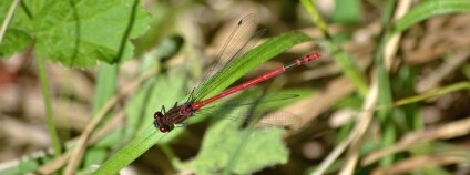 Foto: Martina Zrostlíková / Ekocentrum Koniklec