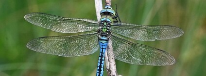 Foto: Veronika Kornová / ČSOP