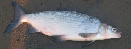 foto:  Jan Kubečka Biologické centrum AV ČR, v. v. i.