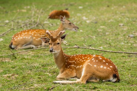 První celosvětová plemenná kniha vydaná v Ostravě obsahuje údaje o 2483 jelenech sika chovaných v zajetí od roku 1958 do listopadu 2015