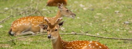 Sika vietnamský Foto: P. Vlček Zoo Ostrava