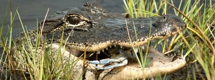 Foto: Thomas J. Dunkerton / Duke University