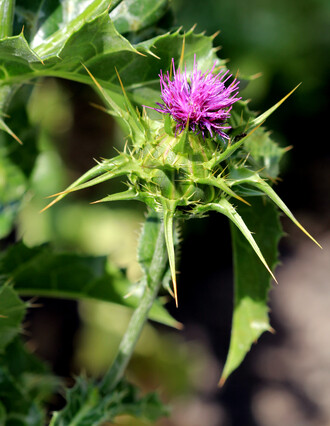 Ostropestřec mariánský má prokazatelně pozitivní účinky na zdraví. Krmila se jím různá hospodářská zvířata, byl a je zdrojem různých farmaceutických studií.
