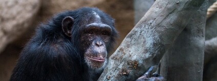 Šimpanzice v ostravské zoo Foto: P. Vlček Zoo Ostrava