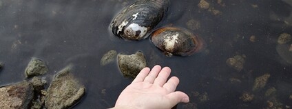 Škeblice asijská Foto: Hirase Wikimedia Common