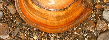 Škeblice asijská Foto: Alexander Mrkvicka Wikimeda Commons