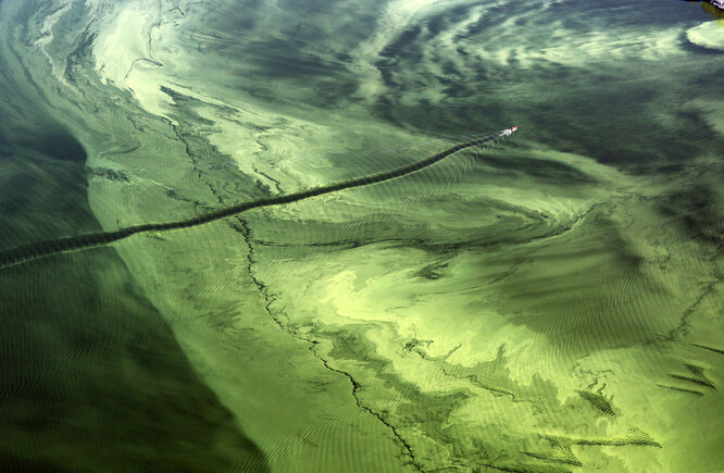 Sinice v lipenské vodní nádrži.