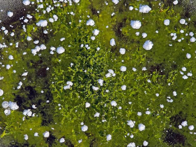 Sinice v ledu, Lipno.