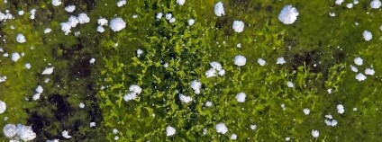 Foto:  Lipensko pro život