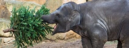 Sloni v pražské zoo našli v stromcích i zábavnou hračku Foto: Václav Šilha / Zoo Praha