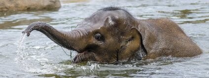 Slonice Sita z pražské zoo Foto: Petr Hamerník Zoo Praha