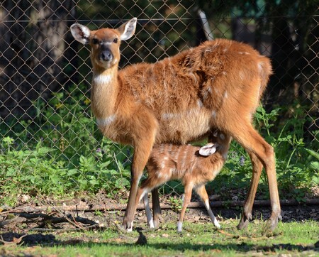 "Jedná se o samičku, která je již k vidění ve výběhu a daří se jí dobře," uvedla zooložka Zdenka Vavrysová.
