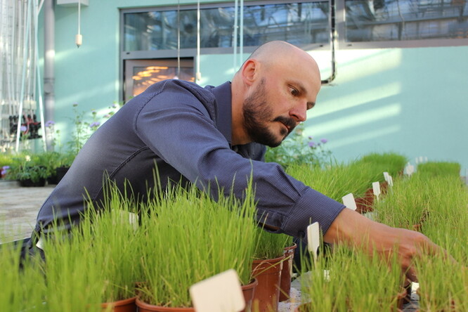 Užití těchto přípravků je vhodné nejen za sucha, ale i ve vlhčích podmínkách nebo v období dlouhotrvajících srážek, protože zadrží vodu a v ní rozpuštěné živiny v kořenové hloubce.