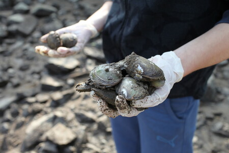 Škeble se zachraňují docela jednoduše: seberou se z obnažených břehů řeky a vrátí se zpátky do vody. Jen tak nedojde k masovému úhynu živočichů, kteří by to po „svých“ nestihli.