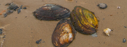 Škeble rybničná Foto: Tom Iister Shutterstock