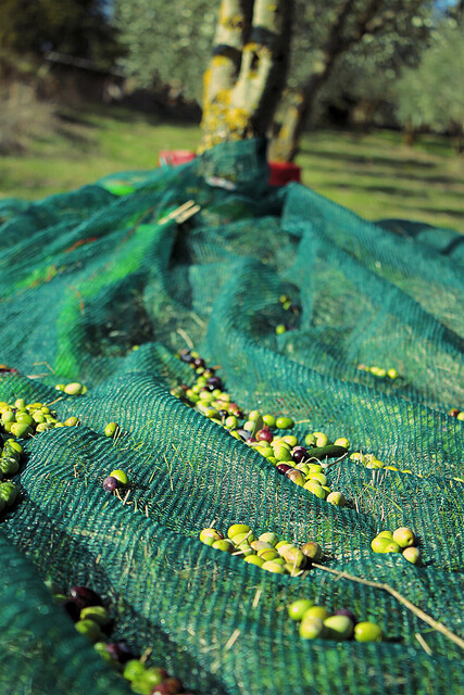 Vyšší ceny olivového oleje podle analytičky Anne Lefrancové z IRI nyní pociťují zákazníci. Přibližování olivového oleje ke kategorii prémiového zboží podle ní povede k tomu, že zákazníci v řadě zemí raději zvolí jiný produkt