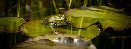 Skokan zelený Foto: M. Vlčková Zoo Ostrava