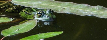 Skokan zelený Foto: Jevgenijs Slihto Flickr.com