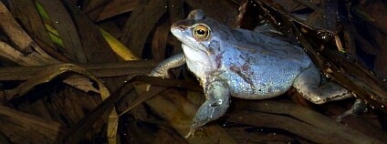 Samečci skokana ostronosého jsou v době "páření" zřetelně zbarveni do modra. Foto: © David Fischer