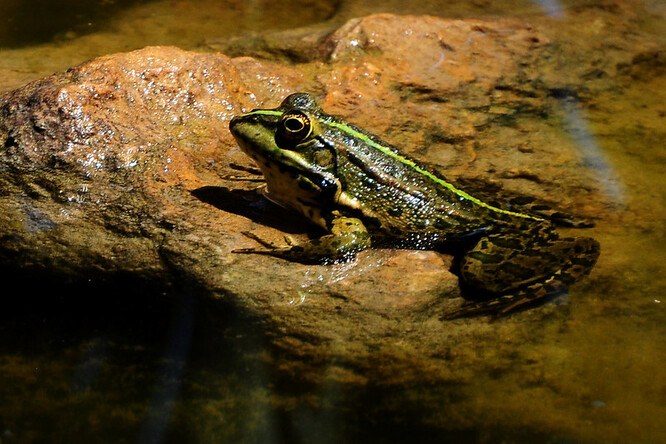 Projektování předcházel botanický a zoologický průzkum. Podle něj v lokalitě tůní žije například ohrožený skokan skřehotavý.