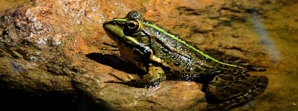 Skokan skřehotavý Foto: Panegyrics of Granovetter Flickr