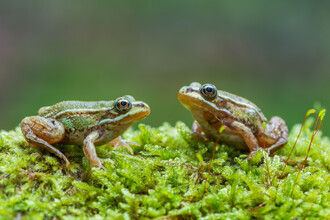 Obojživelníci se mohou dožít i přes deset let, ale ve volné přírodě se většinou dožívají mnohem nižšího věku.