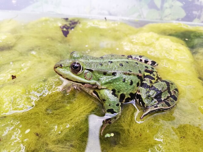 "Při tvorbě pohlavních buněk nedochází k výměně genetické informace mezi chromozomy otce a matky, jako tomu je například u nás lidí, avšak vzniklé pohlavní buňky jsou svou povahou klony, tedy genetické kopie jen jednoho z rodičů."